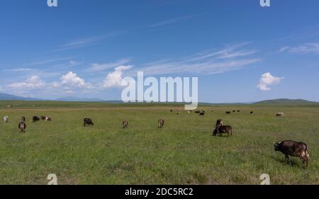 Vaches au Kirghizistan sur un grand avion d'herbe en été. Banque D'Images