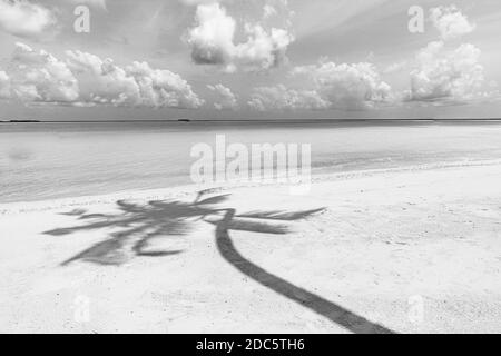 Vue infinie sur la plage et paysage marin avec palmiers laisse l'ombre processus en noir et blanc. Monochrome spectaculaire, nouveau concept de départ, inspire Banque D'Images