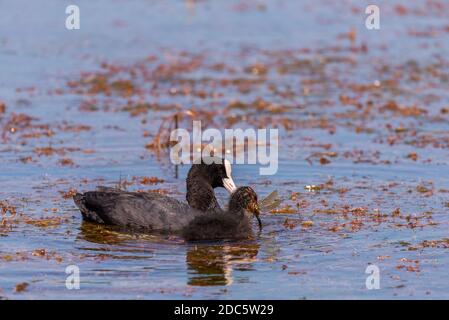 Poussins de cuisine eurasienne. Le coq eurasien ou Fulica atra, également connu sous le nom de coq commun ou coq australien, est une sauvagine de la famille des Rallidae. Banque D'Images