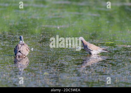 Pigeon de bois sauvage ou Palumbus de Columba dans l'eau de l'étang. Banque D'Images