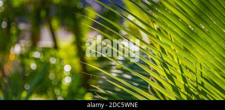 Copier l'espace de l'arbre feuille de palmier vert flou avec le soleil bokeh lumière résumé texture arrière-plan. Écologie et environnement. Effet de filtre de tons vintage Banque D'Images