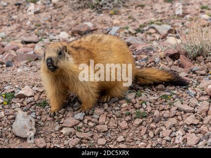 Marmotte à queue noire dans le désert du Tadjikistan, sur la route de Pamir. Banque D'Images