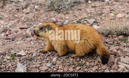 Marmotte à queue noire dans le désert du Tadjikistan, sur la route de Pamir. Banque D'Images