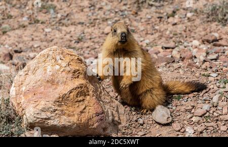 Marmotte à queue noire dans le désert du Tadjikistan, sur la route de Pamir. Banque D'Images