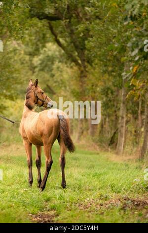 Portrait du sarrasin foal, le cheval avec halter se tient dans la forêt. Vue de derrière. Soleil d'automne. Banque D'Images