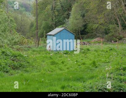 Cabane à hangar peinte en bleu avec toit noir en vert herbe buissons arbres en arrière-plan Banque D'Images