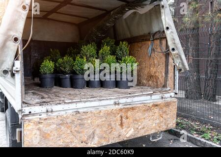 Vue arrière de la caisse de camion de cargaison ouverte livrant des plantes de pépinière et des semis d'arbres pour le jardinage de parc de ville ou le jardin de maison. Conception de la Lanscaping Banque D'Images