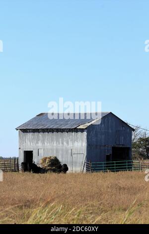 Vaches dans un corral avec une Grange en métal, c'est manger du foin avec le ciel bleu et les arbres. Par un champ de soja à l'automne. Banque D'Images