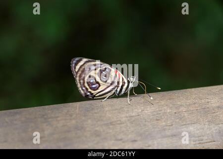 Diaethria anna, chutes d'Iguazu, Argentine Banque D'Images