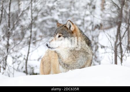 Un loup debout dans une belle forêt d'hiver enneigée Banque D'Images