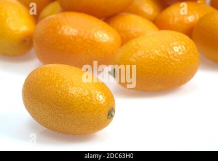 KUMQUAT Fortunella Margarita AGAINST WHITE BACKGROUND Banque D'Images