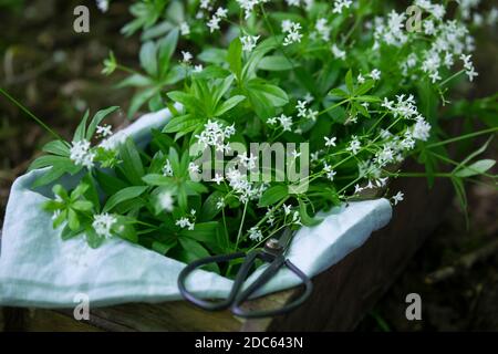 Waldmeister-Ernte, Ernte, Kräuterernte, Kräuter sammeln, Waldmeister, Wald-Meister, Wohlriechendes Labkraut, Galium odoratum, Sweet Woodruff, Sweet Sweet Sellesce Banque D'Images