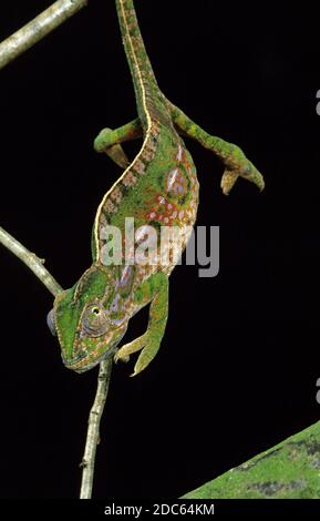 Forêt de MADAGASCAR CAMÉLÉON furcifer campani, Direction générale de la tenture DES ADULTES Banque D'Images