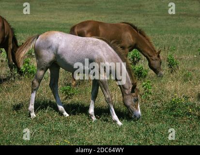 Chevaux anglo-arabes, d'un an mange de l'HERBE Banque D'Images