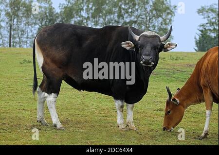 BANTENG Bos javanicus, HOMMES ET FEMMES Banque D'Images