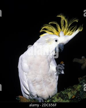 COCKATOO cacatua sulfurea À FAIBLE TENEUR EN SOUFRE Banque D'Images