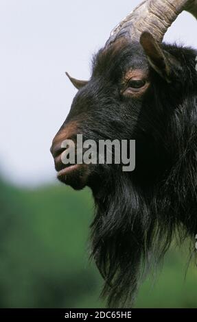 Chèvre POITEVINE, une race française, PORTRAIT DE BILLY GOAT Banque D'Images