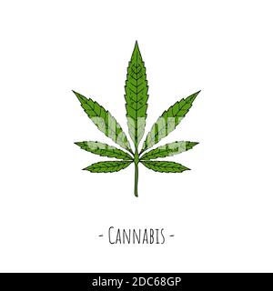 Feuille de cannabis. Illustration de dessin animé vectoriel. Objet isolé sur blanc. Style dessiné à la main. Illustration de Vecteur