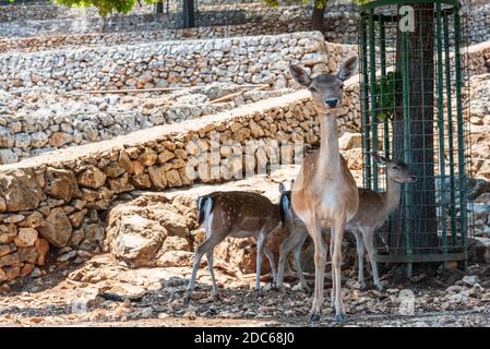 Animaux du zoo safari de Fasano. Pouilles Banque D'Images
