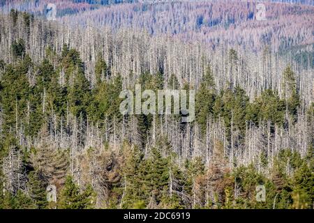 10 novembre 2020, Saxe-Anhalt, Wernigerode / Brocken: Un morceau de forêt avec des germes morts sur les pentes du Brocken. Les conifères sont infestés par le coléoptère de l'écorce, entre les deux, il y a encore des conifères verts. Photo: Klaus-Dietmar Gabbert/dpa-Zentralbild/ZB Banque D'Images