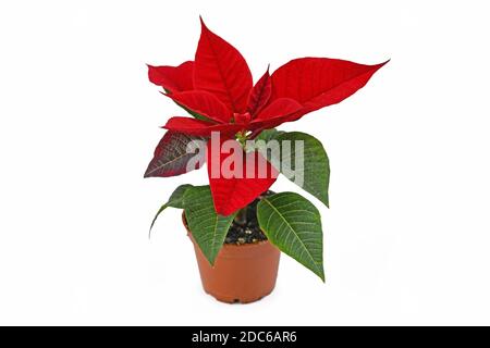 Fleur unique rouge poinsettia fleur en pot de fleur sur blanc arrière-plan Banque D'Images