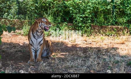 Animaux du zoo safari de Fasano. Pouilles Banque D'Images