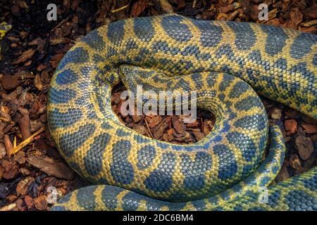 Anaconda jaune unique - eunectes notaeus latin - serpent connu aussi sous le nom d'anaconda paraguayenne habitant nativement l'Amérique du Sud tropicale, dans un zoologique Banque D'Images