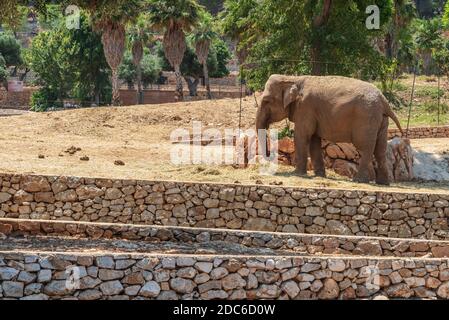 Animaux du zoo safari de Fasano. Pouilles Banque D'Images