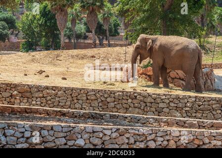 Animaux du zoo safari de Fasano. Pouilles Banque D'Images