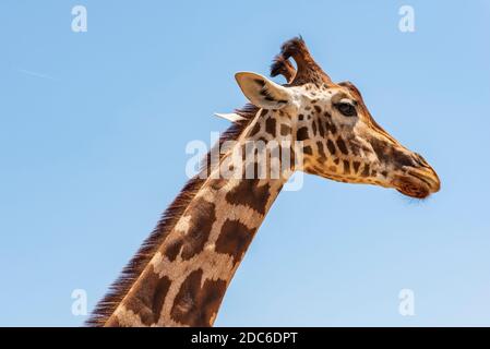 Animaux du zoo safari de Fasano. Pouilles Banque D'Images