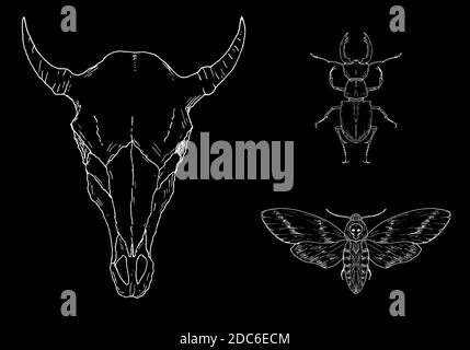 Éléments occultes. Crâne de vache, coléoptère de cerf et belliciste de la tête de la mort. Vecteur. Illustration de Vecteur