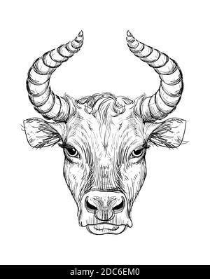 Bonne année 2021 de l'Ox, Ox-Taurus. Dessin linéaire sur fond noir, tarot, tatouage, horoscope chinois, astrologie et signes du zodiaque. Illustration vectorielle pour affiche, couverture, calendrier, logo. Illustration de Vecteur