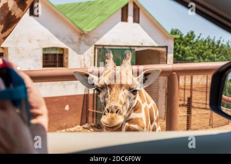 Animaux du zoo safari de Fasano. Pouilles Banque D'Images