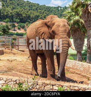 Animaux du zoo safari de Fasano. Pouilles Banque D'Images