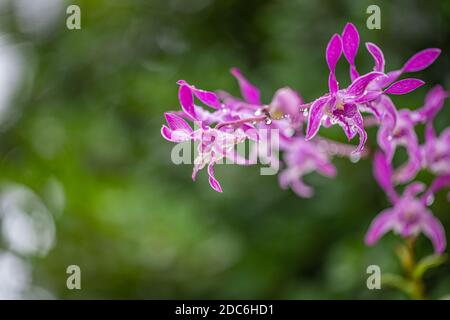 Les orchidées se rapprochent après la pluie à l'intérieur du jardin. Rêvez des fleurs avec une jungle tropicale de bokeh floue, une orchidée rose pourpre sur fond floral Banque D'Images