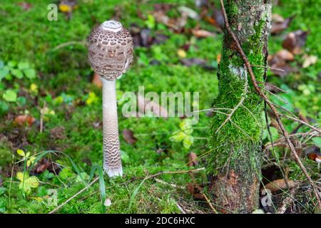 Gros plan d'un jeune champignon parasol, également appelé Macrolepiota procera Banque D'Images