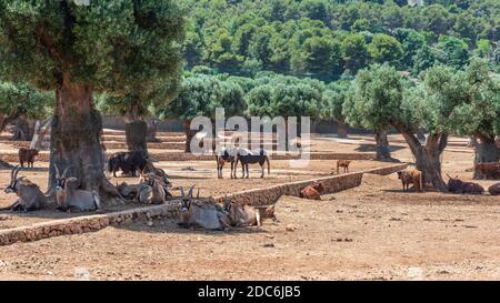 Animaux du zoo safari de Fasano. Pouilles Banque D'Images