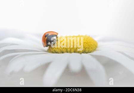 Ladybird sur une fleur blanche de pâquerette Banque D'Images