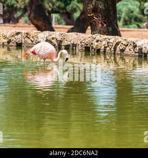 Animaux du zoo safari de Fasano. Pouilles Banque D'Images