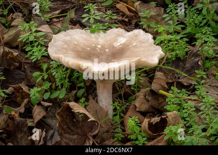 Croissance des champignons dans la forêt, Suffolk, Royaume-Uni Banque D'Images