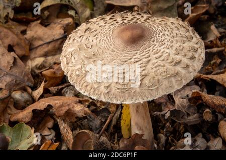 Parasol Mushroom dans Suffolk , Royaume-Uni Banque D'Images