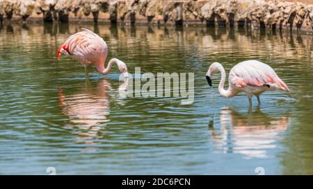 Animaux du zoo safari de Fasano. Pouilles Banque D'Images