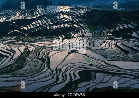 Terrasses de riz, Yunnan, Chine Banque D'Images