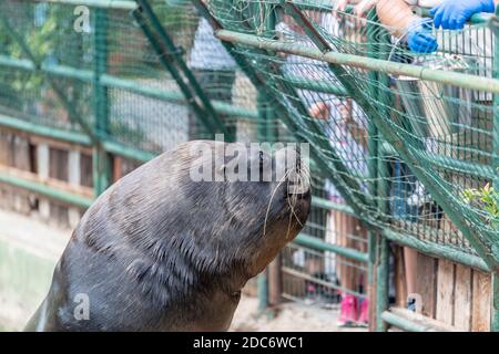 Animaux du zoo safari de Fasano. Pouilles Banque D'Images