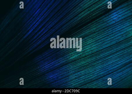 Gros plan sur de magnifiques feuilles dans un cadre vert foncé. Concept de style moderne minimaliste. Motif d'arrière-plan noir pour la conception. Banque D'Images