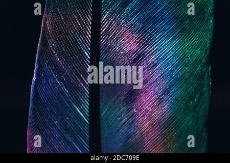 Gros plan plume oiseau lumineuse de couleur néon. Superbe texture d'arrière-plan pour un design élégant. Vue Macro. Banque D'Images
