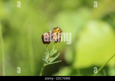 Trifolium spadiceum. Inflorescences d'or d'une espèce rare de plante Brown Clover lors d'une journée ensoleillée d'été sur un pré vert. Banque D'Images