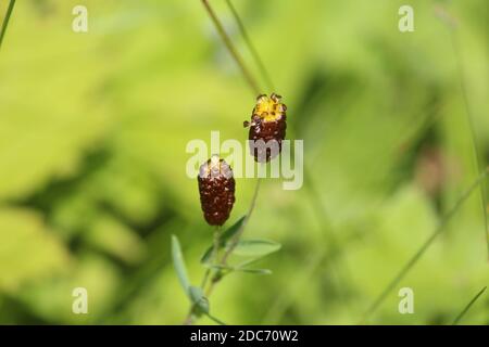 Inflorescences jaune-brun d'une plante rare Trifolium spadiceum sur un pré ensoleillé un jour d'été sur un fond vert flou. Trèfle marron. Banque D'Images