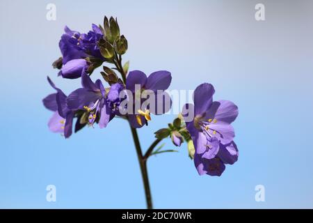 Fleurs bleu-jaune vif de Polemonium caeruleum dans la prairie près de la forêt dans l'après-midi d'été. Fleurs sauvages bleues. Échelle de Jacob bleue. Banque D'Images