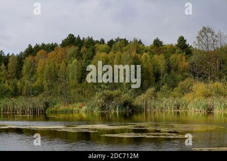 Forêt de jaunissement sur la rive d'un étang forestier ou d'un lac, par un jour d'automne nuageux. Paysage d'automne avec des pins verts et des birches jaunes sur la rive Banque D'Images